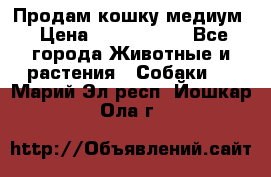 Продам кошку медиум › Цена ­ 6 000 000 - Все города Животные и растения » Собаки   . Марий Эл респ.,Йошкар-Ола г.